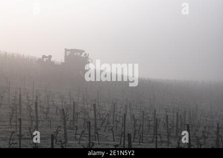 Les machines de vendange dans le vignoble en brouillard, Bordeaux, Gironde, Saint-Émilion Banque D'Images