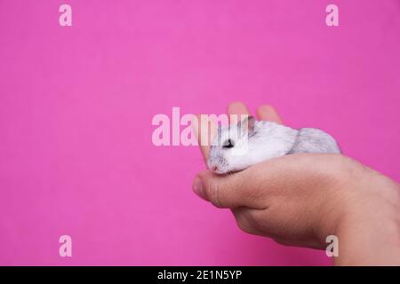 Main tenant un hamster Dzungarian blanc et gris sur un fond rose Banque D'Images