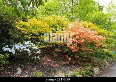 Rhododendrons colorés et Azalées au printemps (mai) à Bodnant Gardens, Tal-y-CFN, Conwy, pays de Galles, Royaume-Uni Banque D'Images