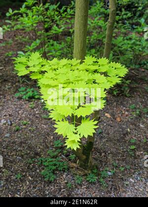 Golden Japanese Maple (Acer japonicum Aureum), printemps (mai), Bodnant Gardens, Tal-y-CAFN, Conwy, pays de Galles, Royaume-Uni Banque D'Images