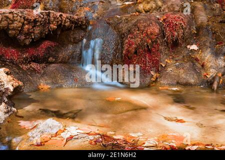 Petite cascade sur un ruisseau de montagne, parc naturel d'Apuseni Banque D'Images