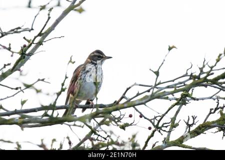 Redwing (Tunas iliacus) Banque D'Images