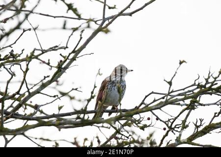 Redwing (Tunas iliacus) Banque D'Images