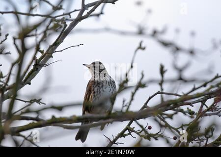 Redwing (Tunas iliacus) Banque D'Images