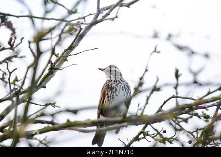 Redwing (Tunas iliacus) Banque D'Images