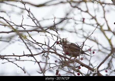 Redwing (Tunas iliacus) Banque D'Images