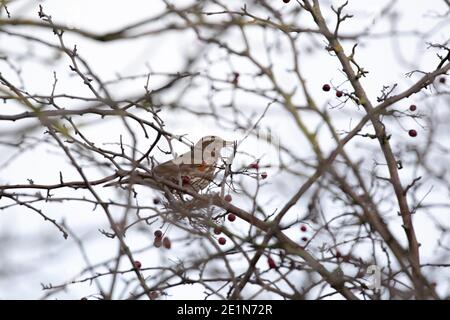 Redwing (Tunas iliacus) Banque D'Images