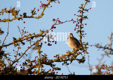 Redwing (Tunas iliacus) Banque D'Images