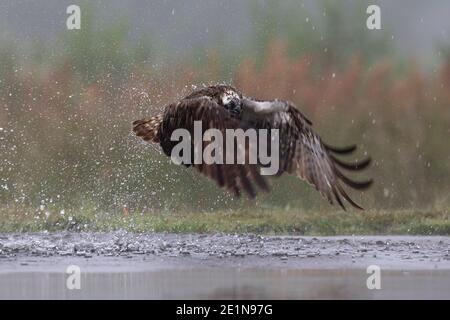 Osprey (Pandion haliatus), parc national de Cairngorms, Écosse Banque D'Images