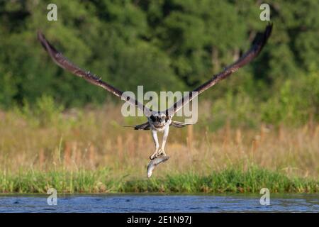 Osprey (Pandion haliatus) avec truite, parc national de Cairngorms, Écosse Banque D'Images