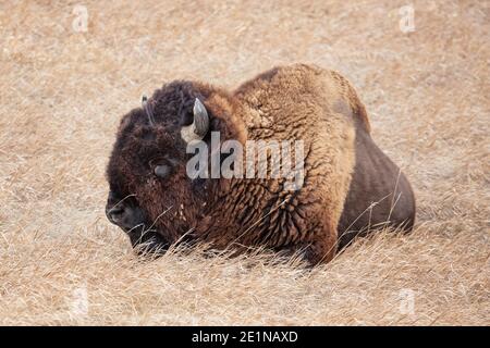 American Bison dans le parc national des Badlands, Dakota du Sud Banque D'Images