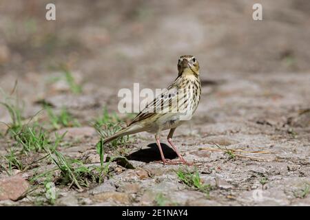 pipit d'arbre (Anthus trivialis / Alauda trivialis) la recherche de nourriture sur le sol au printemps Banque D'Images