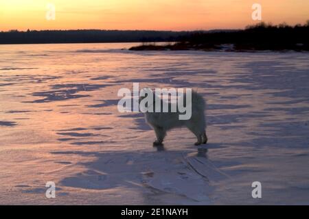 Un chien blanc moelleux et moelleux est debout sur la glace d'un lac gelé. Arrière-plan d'hiver. Banque D'Images