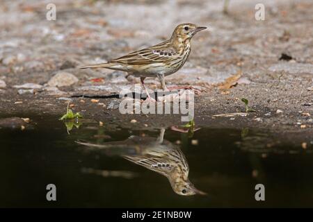 pipit d'arbre (Anthus trivialis / Alauda trivialis) réfléchi dans l'eau de l'étang Banque D'Images