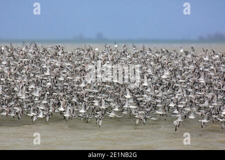 Noeuds rouges (Calidris canutus / Tringa canutus ) un énorme nœud rouge floqué en vol dans un plumage non-reproducteur sur la mer en hiver le long de la côte Banque D'Images