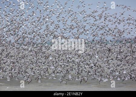 Noeuds rouges (Calidris canutus / Tringa canutus ) un énorme nœud rouge floqué en vol dans un plumage non-reproducteur sur la mer en hiver le long de la côte Banque D'Images