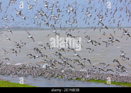 Nœuds rouges (Calidris canutus) nœud rouge énorme floqué en vol dans le plumage non-reproducteur en hiver, PN de la mer des Wadden, Schleswig-Holstein, Allemagne Banque D'Images