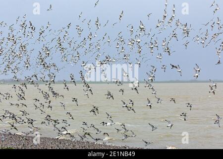 Noeuds rouges (Calidris canutus / Tringa canutus ) un énorme nœud rouge floqué en vol dans la prise de plumage non reproductrice au large de la plage en hiver, le long de la côte Banque D'Images