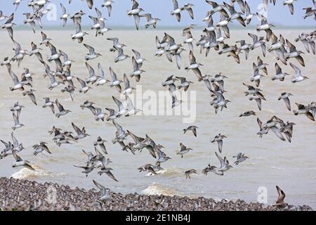 Noeuds rouges (Calidris canutus / Tringa canutus ) un énorme nœud rouge floqué en vol dans la prise de plumage non reproductrice au large de la plage en hiver, le long de la côte Banque D'Images