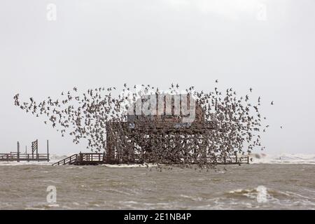 Nœuds rouges (Calidris canutus) nœud rouge énorme floqué en vol dans le plumage non-reproducteur en hiver, PN de la mer des Wadden, Schleswig-Holstein, Allemagne Banque D'Images