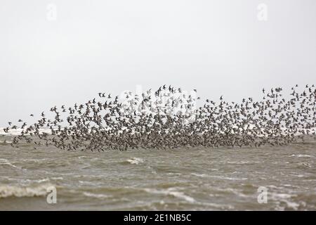 Noeuds rouges (Calidris canutus / Tringa canutus ) un énorme nœud rouge floqué en vol dans un plumage non-reproducteur sur la mer en hiver le long de la côte Banque D'Images