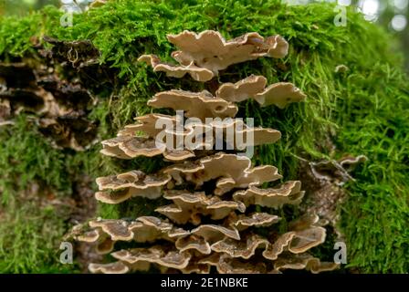Queue de dinde (Trametes versicolor) sur une souche d'arbre, Bavière, Allemagne, Europe Banque D'Images