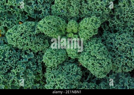 Brassica oleracea (Groupe Acephala). Kale curly croissant dans un potager arrière en automne. ROYAUME-UNI Banque D'Images