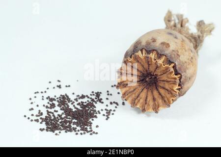 Tête de semence et graines d'un pavot oriental isolé sur fond blanc - Papaver orientale. Banque D'Images