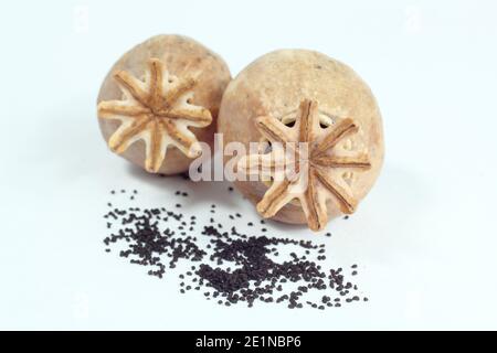 Les têtes de graines de pavot coupées d'un jardin et séchées pour recueillir les graines. Papaver somniferum - pavot à opium commun - isolé sur fond blanc. Banque D'Images