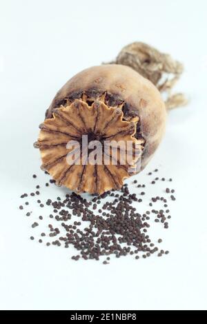 Tête de semence et graines d'un pavot oriental isolé sur fond blanc - Papaver orientale. Banque D'Images