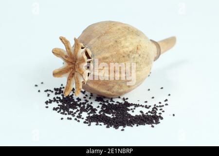 Les têtes de graines de pavot coupées d'un jardin et séchées pour recueillir les graines. Papaver somniferum - pavot à opium commun - isolé sur fond blanc. Banque D'Images