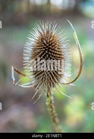 Cuillerées à thé sauvages (Dipsacus fullonum) en automne, ciel bleu, Bavière, Allemagne, Europe Banque D'Images