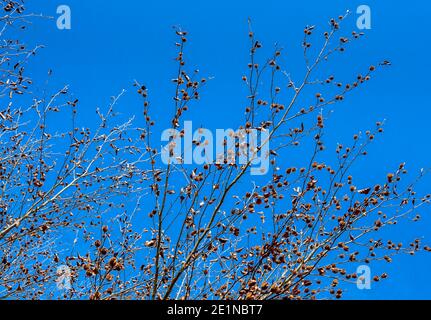 Noix de hêtre dans la gousse en automne, hêtre (Fagus sylvatica), Bavière, Allemagne Europe Banque D'Images