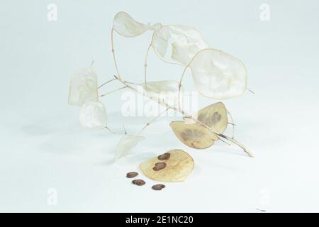 Têtes de graines d'honnêteté isolées sur un fond blanc. Lunaria annua. Banque D'Images