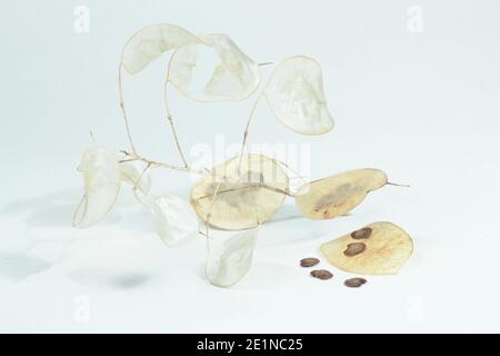 Têtes de graines d'honnêteté isolées sur un fond blanc. Lunaria annua. Banque D'Images