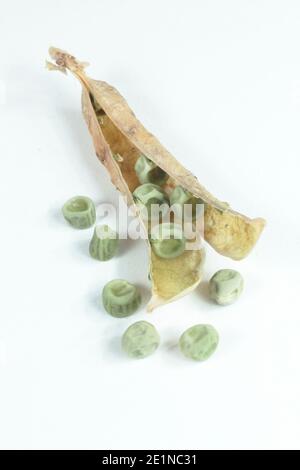 Pisum sativum 'Kelvedon Wonder' Peas. Graines de pois secs et gousse pour sauver isolées sur fond blanc. ROYAUME-UNI Banque D'Images