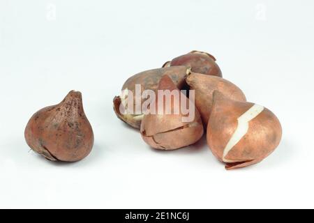 Tulipa 'drapeau blanc'. Ampoules tulipes isolées sur fond blanc. ROYAUME-UNI Banque D'Images