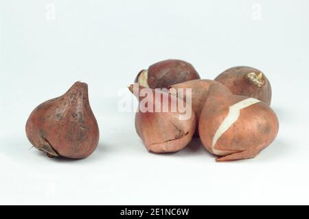 Tulipa 'drapeau blanc'. Ampoules tulipes isolées sur fond blanc. ROYAUME-UNI Banque D'Images