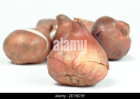 Tulipa 'drapeau blanc'. Ampoules tulipes isolées sur fond blanc. ROYAUME-UNI Banque D'Images