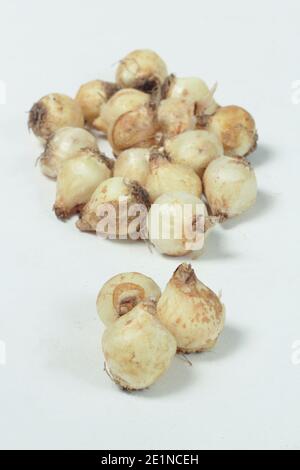 Muscari armeniacum. Bulbes de jacinthe de raisin isolés sur fond blanc. ROYAUME-UNI Banque D'Images