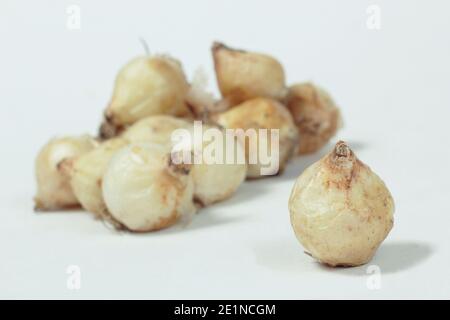 Muscari armeniacum. Bulbes de jacinthe de raisin isolés sur fond blanc. ROYAUME-UNI Banque D'Images