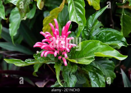 Fleur de Plume brésilienne (Justicia carnea); fleurs tubulaires roses brillantes sur fond de feuilles vertes profondes. Banque D'Images