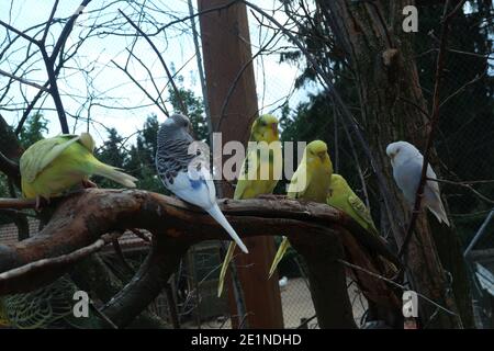 Budgerigar manger du millet. Magnifique Parakeet. Zoo Banque D'Images