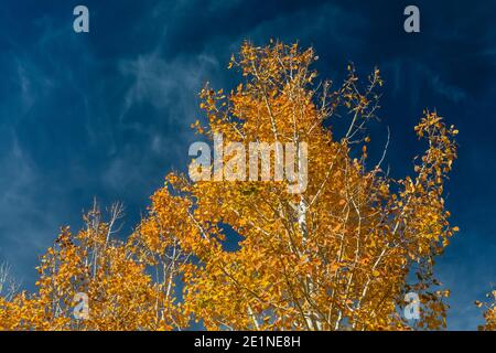 Tremble, Populus tremuloides, feuilles d'automne dans le parc national de Great Basin, Nevada, États-Unis Banque D'Images