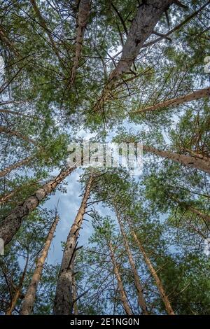vue sur les troncs et les branches de conifères, contre le ciel bleu, vue sur le ciel dans une forêt de pins Banque D'Images