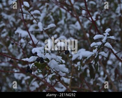 Baies de brousse de couleur bleu foncé avec branches et feuilles vertes couvertes de neige le jour d'hiver nuageux près de Gruibingen, Alb de Souabe, Allemagne. Banque D'Images