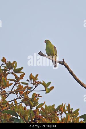 Pigeon vert africain (Treron calvus sharpei) adulte perché sur la branche d'Atewa, Ghana Février Banque D'Images