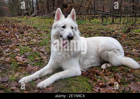 Berger blanc (Berger blanc Suisse) obéissant et heureux réside dans la nature sur les feuilles d'automne dedans la forêt Banque D'Images