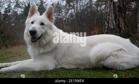 Le chien de berger blanc repose obéissant dans un pré dans le Réserve naturelle de Mönchbruch près de Rüsselsheim en Allemagne et sourira avec joie à l'appareil photo Banque D'Images