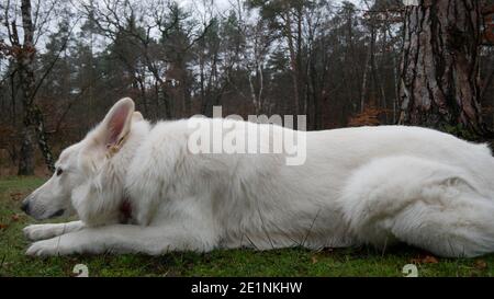 Le chien de berger blanc repose obéissant dans un pré dans le Réserve naturelle de Mönchbruch près de Rüsselsheim en Allemagne Banque D'Images